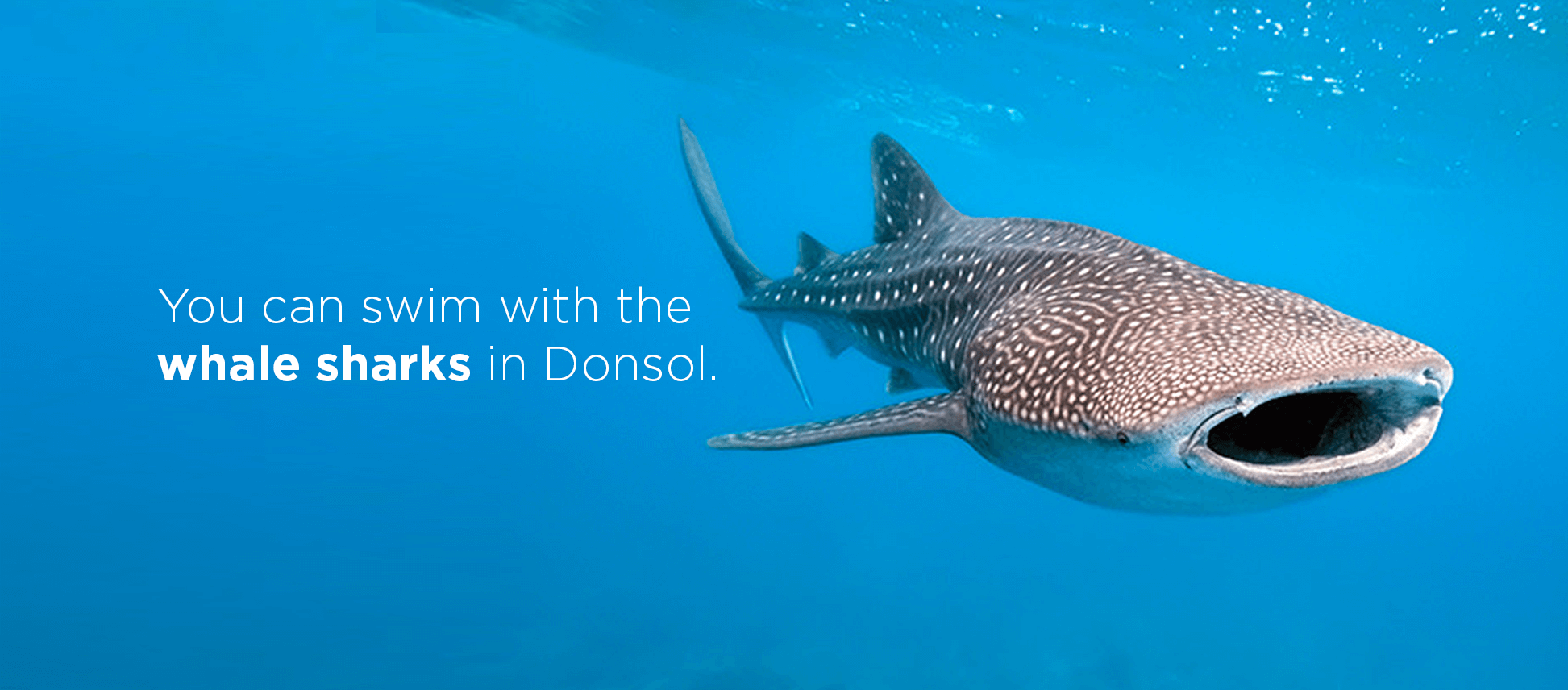 "You can swim with the whale sharks in Donsol."